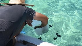 Pulau Kuriat, Habitat Penyu yang Bisa Hidup Ratusan Tahun