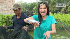 VIDEO: Budidaya Ikan Patin di Kabupaten Kampar