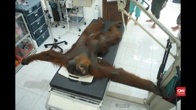 VIDEO: Mata Orang Utan Buta Ditembak 24 Peluru