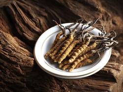 Khasiat Jamur Cordyceps yang Diuji LIPI untuk Pasien Corona