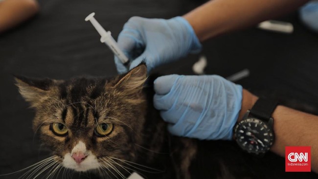 Pemprov DKI Jakarta melalui Dinas Ketahanan Pangan, Kelautan, dan Pertanian (KPKP) membuka layanan vaksinasi rabies pada hewan penular rabies (HPR) gratis selama seminggu. Kegiatan ini dilaksanakan di Taman Lapangan Banteng, Jakarta. Jumat, 29 November 2019.