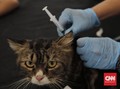Vaksin Covid-19 Merah Putih Persiapan Uji Coba pada Hewan