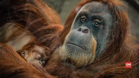 VIDEO: Bayi Orangutan Lahir di Inggris