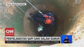 VIDEO: Penyelamatan Sapi dari Dalam Sumur