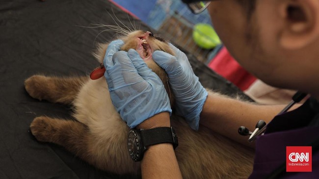 Rumah sakit di beberapa provinsi di China dilaporkan mengalami kekurangan pasokan vaksin rabies dalam beberapa bulan terakhir akibat wabah Covid-19.