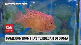 VIDEO: Melihat Pameran Ikan Hias Terbesar di Dunia