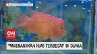 VIDEO: Melihat Pameran Ikan Hias Terbesar di Dunia