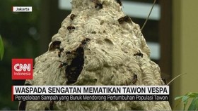 VIDEO: Waspada Sengatan Mematikan Tawon Vespa