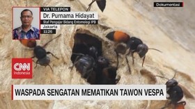VIDEO: Mengenal Tawon Vespa Affinis yang Mematikan