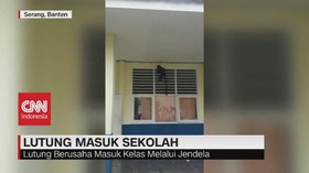 VIDEO: Lutung Masuk ke SMAN 2 Serang Hebohkan Sekolahan