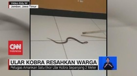 VIDEO: Teror Kawanan Ular Kobra di Perumahan Warga