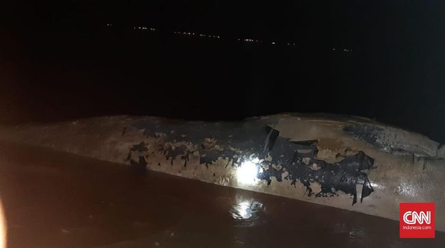 Paus 7 Meter Ditemukan Terdampar Di Pesisir OKI Sumsel Paus 7 Meter Ditemukan Terdampar Di Pesisir OKI Sumsel