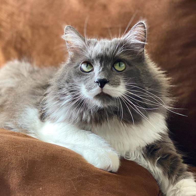 5 Ucapan Duka dari Sesama Kucing Selebgram untuk Mendiang Lil Bub Kucing selebgram Lil Bub mati dalam tidur (1/12). Kucing betina itu juga mendapat ucapan bela sungkawa dari sesama selebgam kucing, siapa saja?