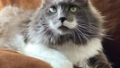5 Ucapan Duka dari Sesama Kucing Selebgram untuk Mendiang Lil Bub Kucing selebgram Lil Bub mati dalam tidur (1/12). Kucing betina itu juga mendapat ucapan bela sungkawa dari sesama selebgam kucing, siapa saja?