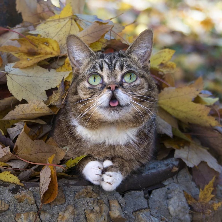 Kucing selebgram Feline Lil Bub mati setelah gagal melawan penyakit infeski tulang yang dideritanya. Berikut kumpulan foto menggemaskan Lil Bub semasa hidup.