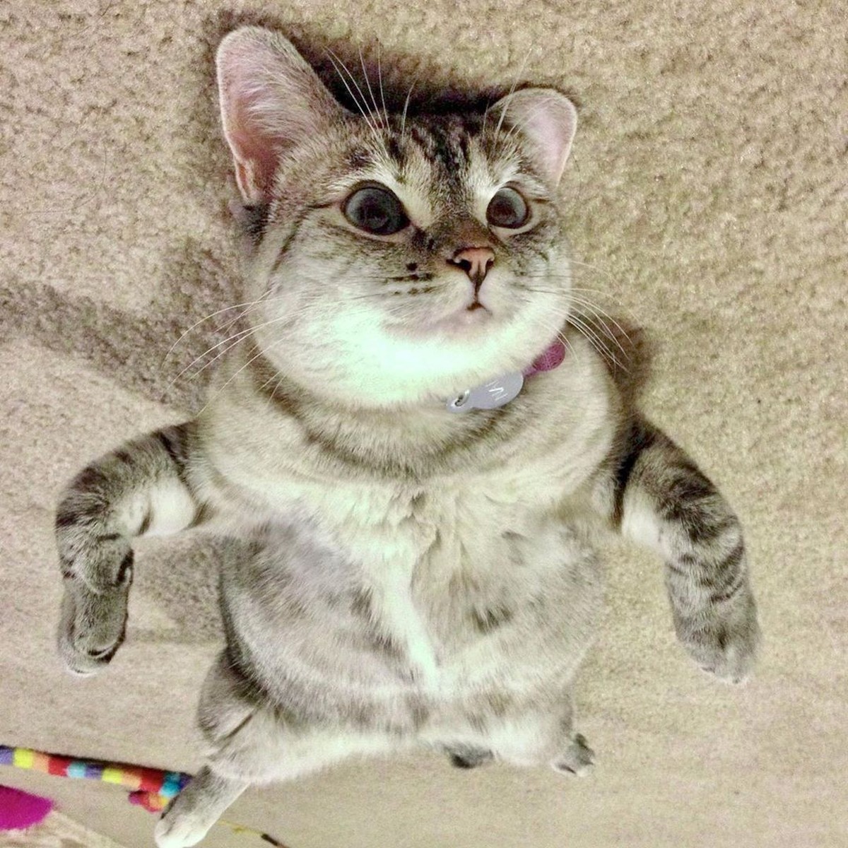 Kucing selebgram Lil Bub mati dalam tidur &lpar;1&sol;12&rpar;&period; Kucing betina itu juga mendapat ucapan bela sungkawa dari sesama selebgam kucing&comma; siapa saja&quest;