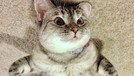 5 Ucapan Duka dari Sesama Kucing Selebgram untuk Mendiang Lil Bub Kucing selebgram Lil Bub mati dalam tidur (1/12). Kucing betina itu juga mendapat ucapan bela sungkawa dari sesama selebgam kucing, siapa saja?