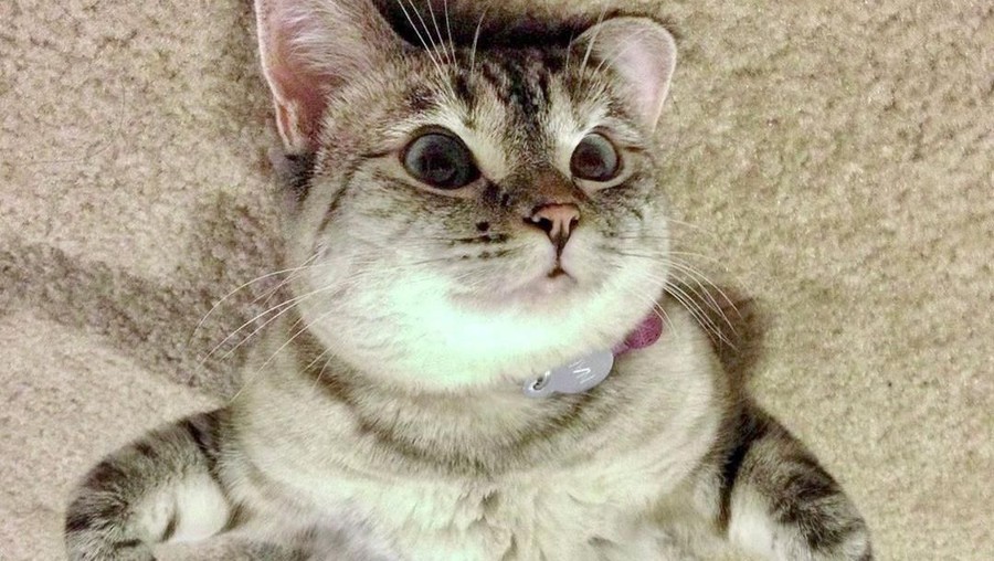 Kucing Selebgram Kucing Selebgram