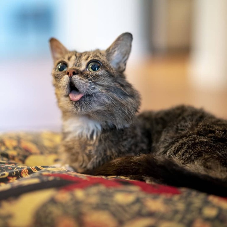 7 Potret Menggemaskan Kucing Selebgram Lil Bub yang Mati saat Tidur Kucing selebgram Feline Lil Bub mati setelah gagal melawan penyakit infeski tulang yang dideritanya. Berikut kumpulan foto menggemaskan Lil Bub semasa hidup.