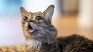 Kucing selebgram Feline Lil Bub mati setelah gagal melawan penyakit infeski tulang yang dideritanya&period; Berikut kumpulan foto menggemaskan Lil Bub semasa hidup&period;