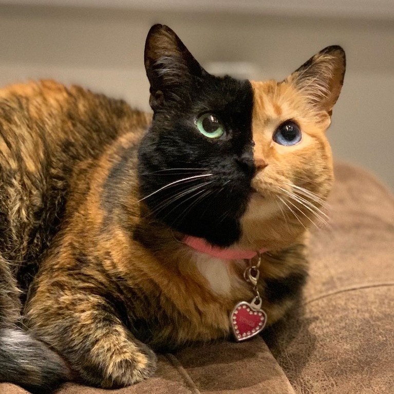 Kucing selebgram Lil Bub mati dalam tidur (1/12). Kucing betina itu juga mendapat ucapan bela sungkawa dari sesama selebgam kucing, siapa saja?