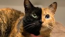 5 Ucapan Duka dari Sesama Kucing Selebgram untuk Mendiang Lil Bub Kucing selebgram Lil Bub mati dalam tidur (1/12). Kucing betina itu juga mendapat ucapan bela sungkawa dari sesama selebgam kucing, siapa saja?