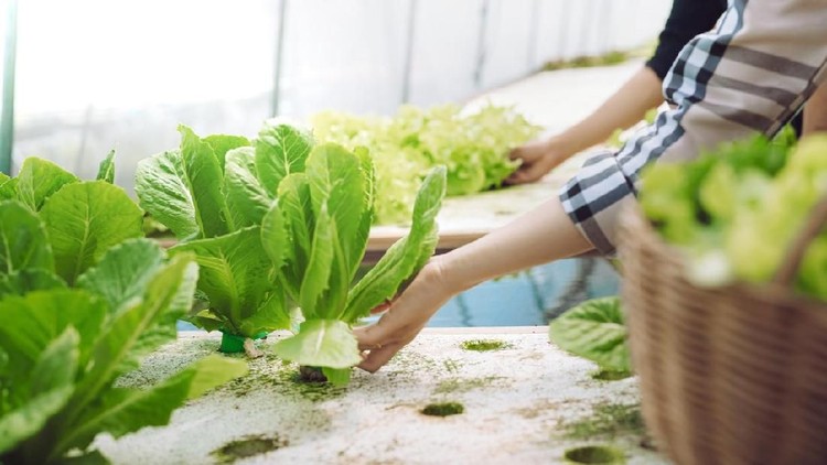 Hand of farmer couple collect hydroponic, organic vegetables in greenhouse owner small business entrepreneur, Healthy food nutrition product for health lovers, Happy people lifestyle farming at morning