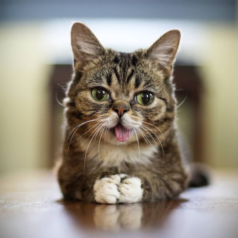 7 Potret Menggemaskan Kucing Selebgram Lil Bub yang Mati saat Tidur Kucing selebgram Feline Lil Bub mati setelah gagal melawan penyakit infeski tulang yang dideritanya. Berikut kumpulan foto menggemaskan Lil Bub semasa hidup.