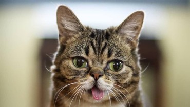 Sedih, Kucing Lucu Selebgram Lil Bub Mati dalam Tidur