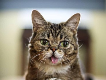 Sedih, Kucing Lucu Selebgram Lil Bub Mati dalam Tidur