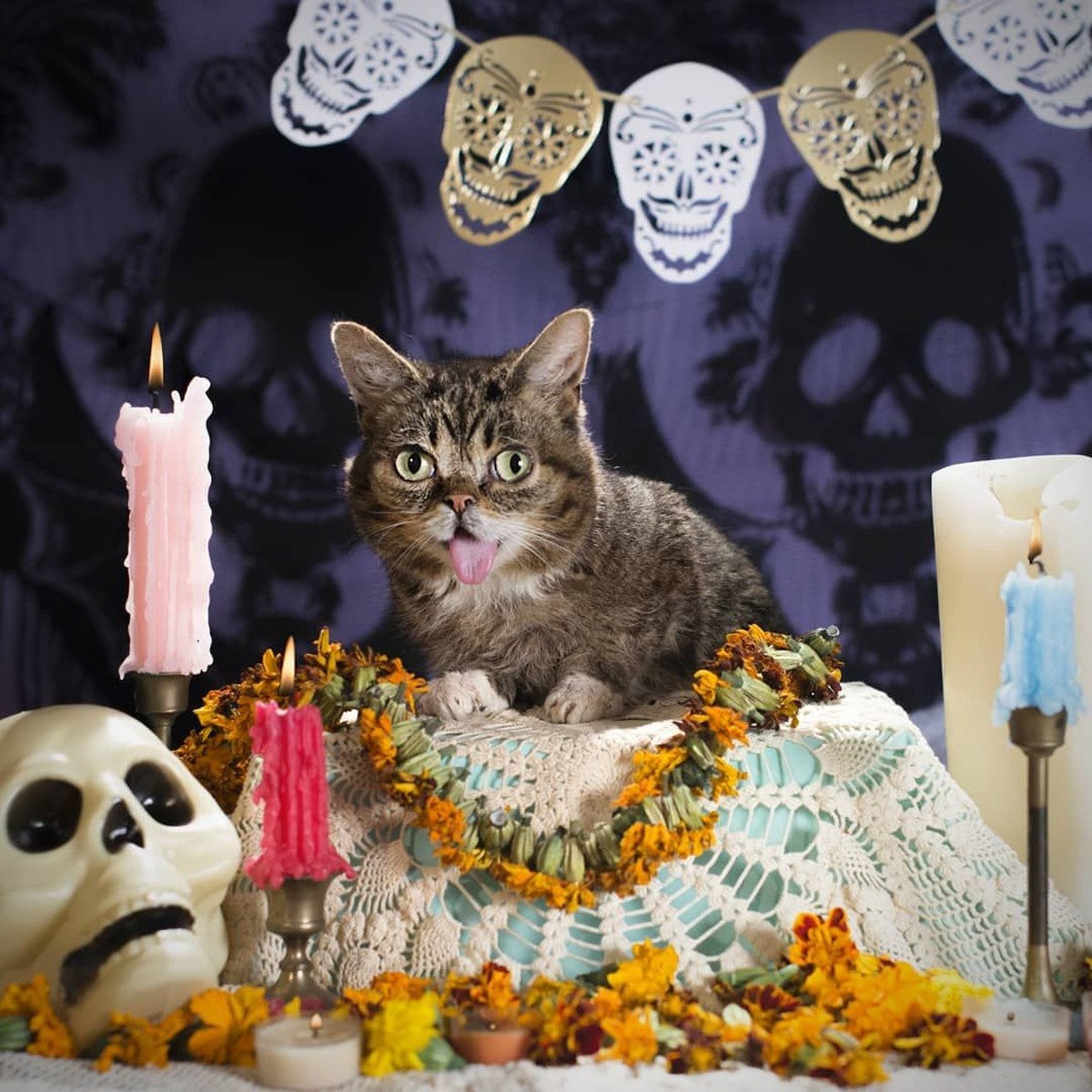 Kucing selebgram Feline Lil Bub mati setelah gagal melawan penyakit infeski tulang yang dideritanya&period; Berikut kumpulan foto menggemaskan Lil Bub semasa hidup&period;