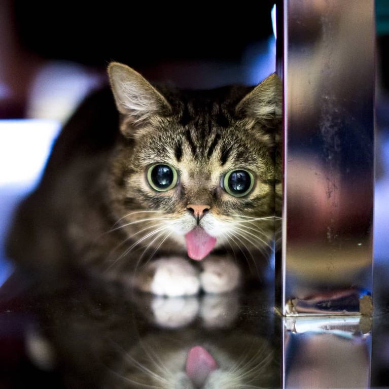 7 Potret Menggemaskan Kucing Selebgram Lil Bub yang Mati saat Tidur Kucing selebgram Feline Lil Bub mati setelah gagal melawan penyakit infeski tulang yang dideritanya. Berikut kumpulan foto menggemaskan Lil Bub semasa hidup.