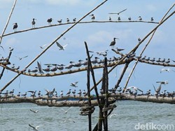 7 Rekomendasi Wisata Banyuasin, Mulai TN Sembilang hingga Danau Kedukan