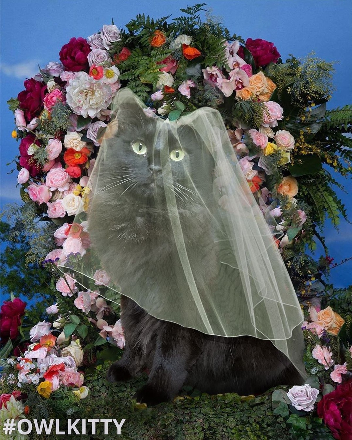 Kucing selebgram Lil Bub mati dalam tidur &lpar;1&sol;12&rpar;&period; Kucing betina itu juga mendapat ucapan bela sungkawa dari sesama selebgam kucing&comma; siapa saja&quest;