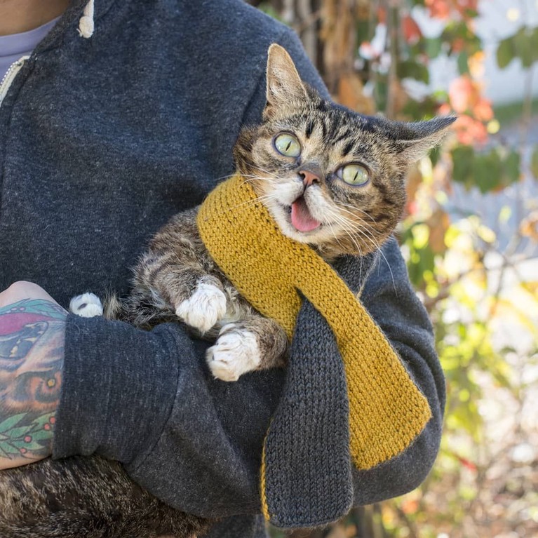 7 Potret Menggemaskan Kucing Selebgram Lil Bub yang Mati saat Tidur Kucing selebgram Feline Lil Bub mati setelah gagal melawan penyakit infeski tulang yang dideritanya. Berikut kumpulan foto menggemaskan Lil Bub semasa hidup.