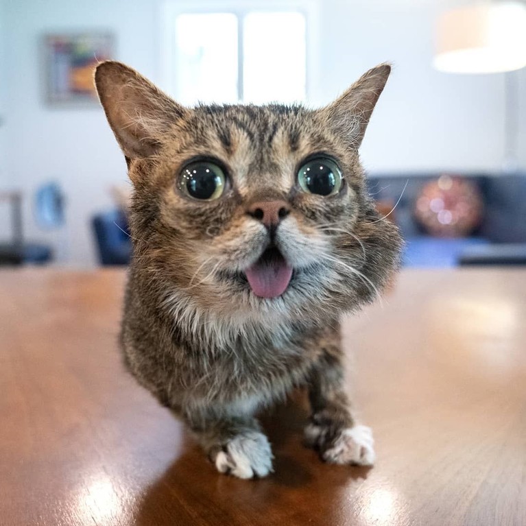 7 Potret Menggemaskan Kucing Selebgram Lil Bub yang Mati saat Tidur Kucing selebgram Feline Lil Bub mati setelah gagal melawan penyakit infeski tulang yang dideritanya. Berikut kumpulan foto menggemaskan Lil Bub semasa hidup.