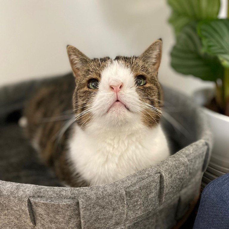 Kucing selebgram Lil Bub mati dalam tidur (1/12). Kucing betina itu juga mendapat ucapan bela sungkawa dari sesama selebgam kucing, siapa saja?