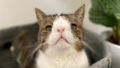 Kucing selebgram Lil Bub mati dalam tidur (1/12). Kucing betina itu juga mendapat ucapan bela sungkawa dari sesama selebgam kucing, siapa saja?