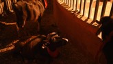 FOTO: Gadhimai, Festival Penuh Darah di Nepal Sekian lama, Gadhimai Festival mengorbankan puluhan ribuan hewan demi menyenangkan sang dewa. Kini, pihak-pihak kontra makin kencang menyuarakan hak hewan.