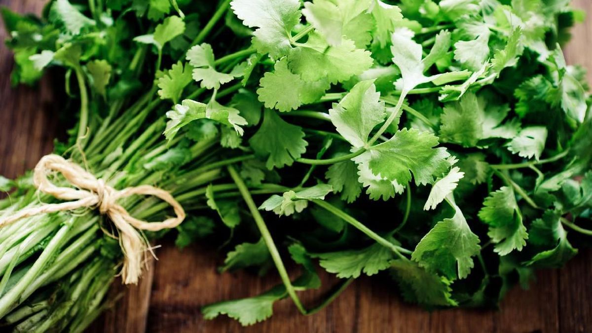 Tak Cuma buat Masak, Ini 7 Manfaat Daun Ketumbar untuk Kesehatan