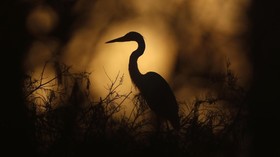 FOTO: Bertarung dengan Iklim Selamatkan Taman Everglades
