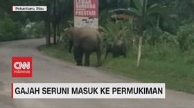 VIDEO: Gajah Seruni & Anaknya Masuk ke Permukiman Warga