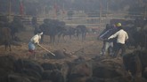 FOTO: Gadhimai, Festival Penuh Darah di Nepal Sekian lama, Gadhimai Festival mengorbankan puluhan ribuan hewan demi menyenangkan sang dewa. Kini, pihak-pihak kontra makin kencang menyuarakan hak hewan.