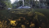 NYALANG: Belenggu Bayang-bayang Semu Foto-foto unik pilihan CNNIndonesia.com pada pekan ini berisi di antaranya soal mobil pasir di Argentina hingga buaya raksasa di Amerika Serikat.