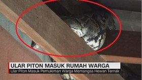 VIDEO: Ular Piton 3 Meter Masuk Rumah Warga