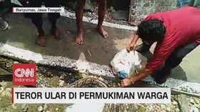 VIDEO: Teror Ular Masuk Pemukiman Warga