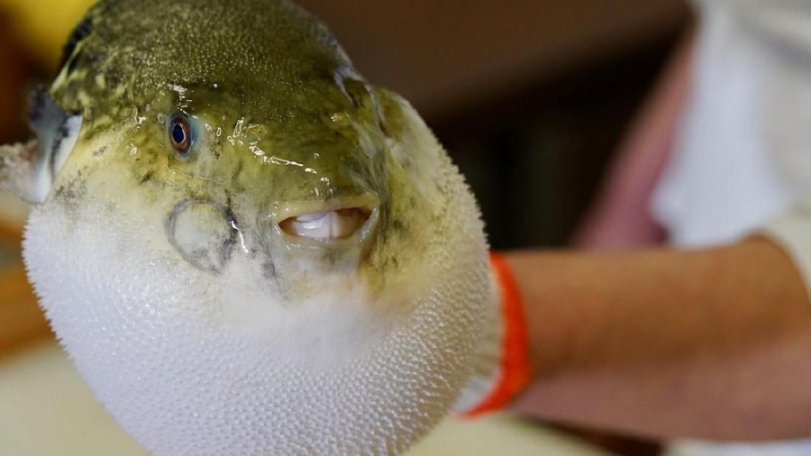 Keracunan Ikan Fugu Beracun Koma