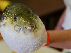 Daftar 7 Jenis Ikan Laut Paling Beracun yang Punya Tampilan Cantik