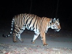 Harimau di India Semakin Meningkat dan Banyak Muncul di Pegunungan, Apa Penyebabnya?