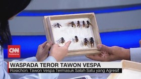 VIDEO: Waspada Teror Tawon Vespa